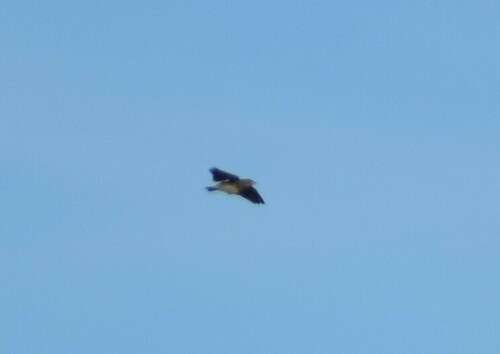 Short-tailed Pipit (Anthus brachyurus), photo 3