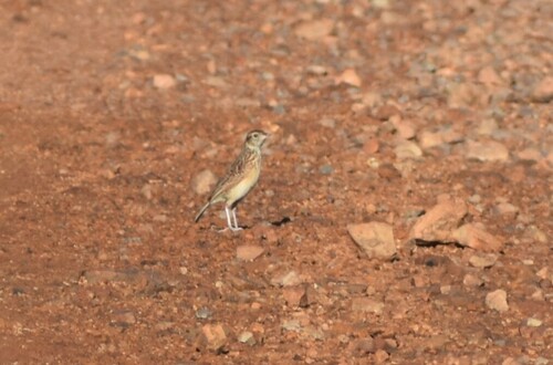 Flappet Lark (Amirafra rufocinnamomea), photo 4