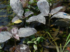 Hygrophila corymbosa