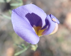 Lotononis filiformis