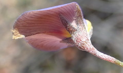 Lotononis filiformis