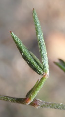 Lotononis filiformis