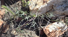 Lotononis filiformis