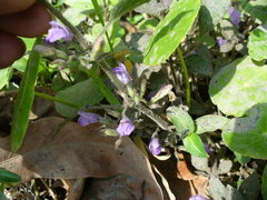 Hygrophila corymbosa