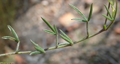 Lotononis filiformis