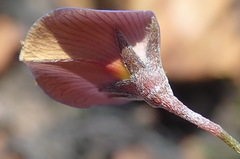 Lotononis filiformis