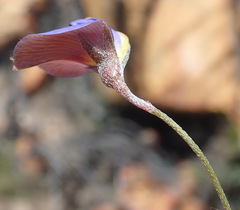 Lotononis filiformis