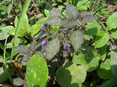 Hygrophila corymbosa
