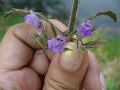 Hygrophila corymbosa