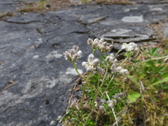 Antennaria dioica