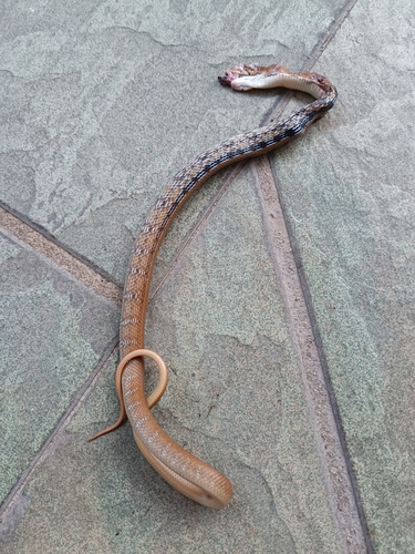 Copperhead Rat Snake