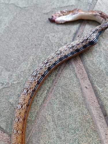 Copperhead Rat Snake