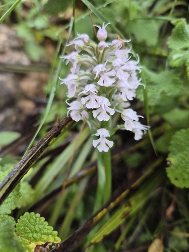 Neotinea conica