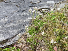 Antennaria dioica