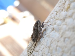 Cicada