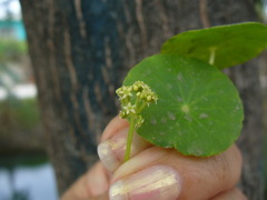 Hydrocotyle bonariensis