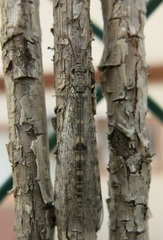 Neuroleon