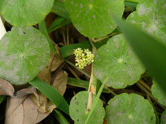 Hydrocotyle bonariensis