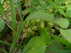 Hydrocotyle bonariensis