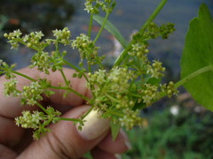 Hydrocotyle bonariensis