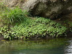 Hydrocotyle bonariensis