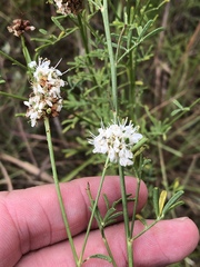 Dalea multiflora