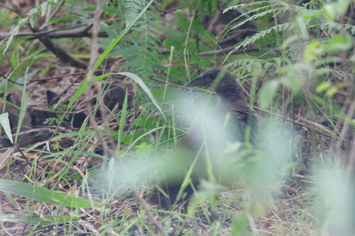 Pale-vented Bush-hen (Amaurornis moluccana), photo 8