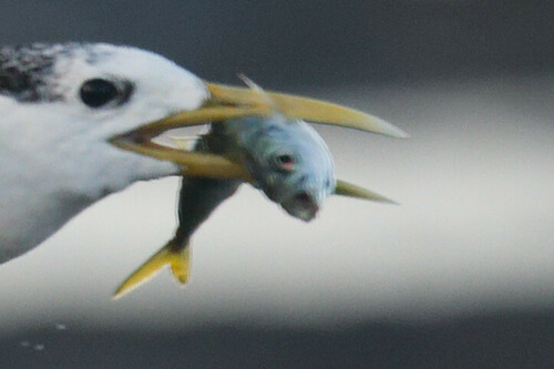 Yellowtail Scad