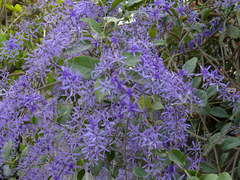 Petrea volubilis