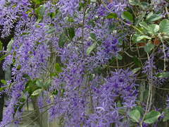 Petrea volubilis