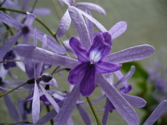 Petrea volubilis