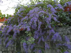 Petrea volubilis