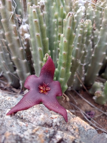 Gonostemon vetulus (Masson) P.V.Heath 4