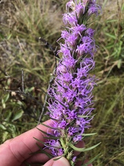 Liatris glandulosa