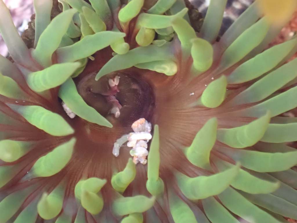 Snake Lock Breeding Green snakelock anemone from Coogee NSW 2034, Australia on March 2 ...