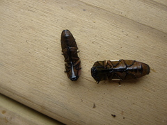 Chalcolepidius zonatus