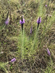 Liatris glandulosa