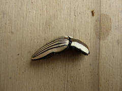 Chalcolepidius zonatus