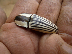 Chalcolepidius zonatus