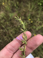 Hedeoma reverchonii