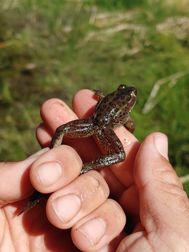 Chiricahua Leopard Frog