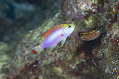 Pseudanthias ventralis observed 2024-01-13