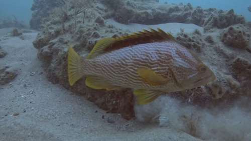 Maori rockcod (Epinephelus undulatostriatus) — Serranidae — 5