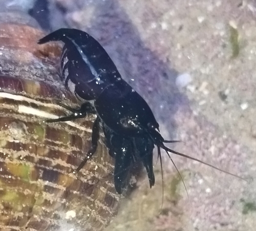 Arete dorsalis observed 2025-03-01