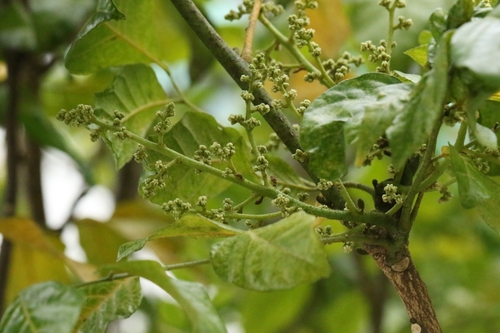 Image of Clausena lansium by no rights reserved