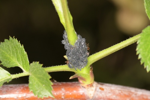 Elder Aphid photo 5