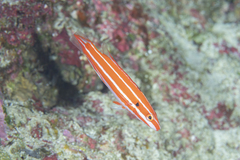 Blackspot Hogfish photo 1