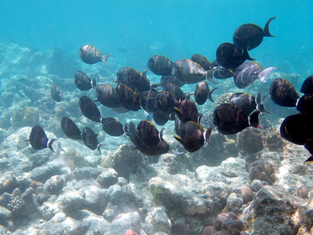 Epaulette surgeonfish