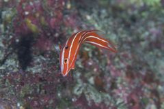Blackspot Hogfish photo 2