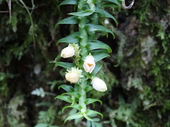 Dichaea
